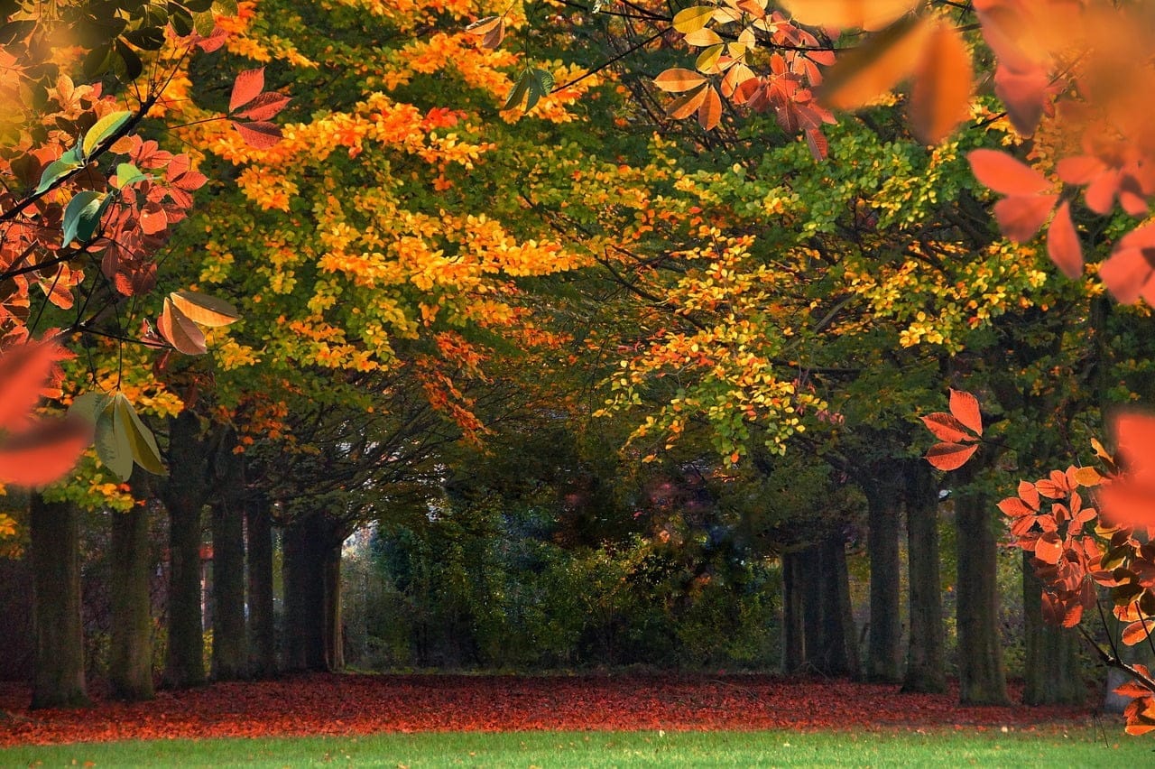 Canopy Dream meaning