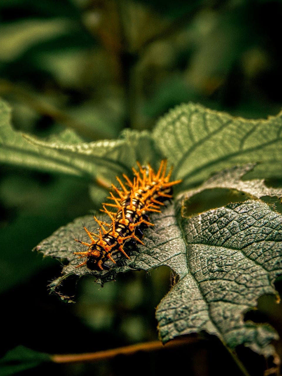 dream meaning Caterpillar