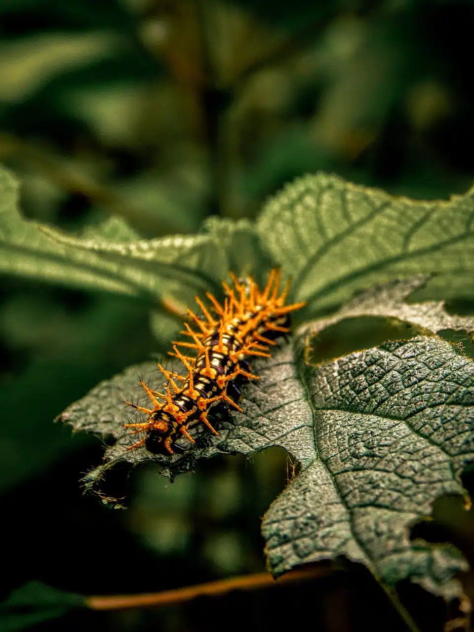 dream meaning Caterpillar