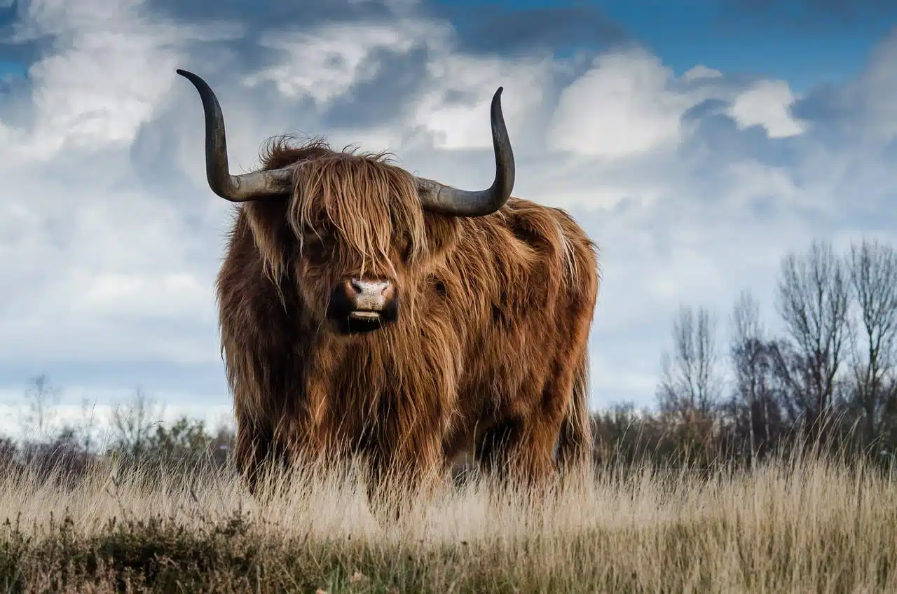 dream meaning Cattle