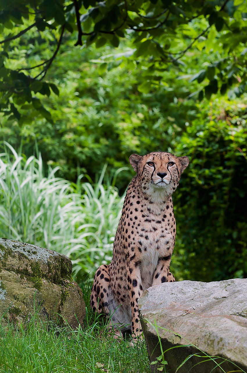 dream meaning Cheetah