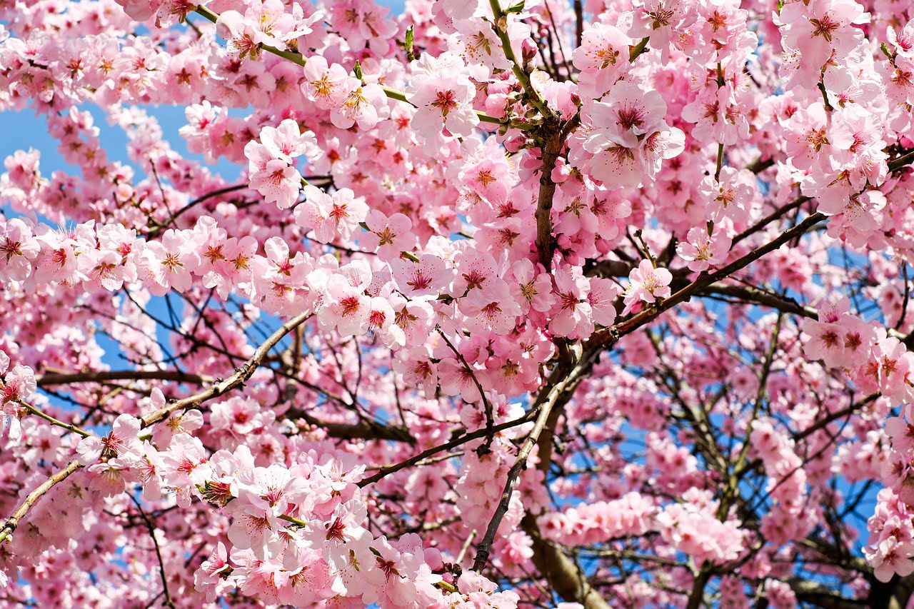 dream meaning Cherry tree