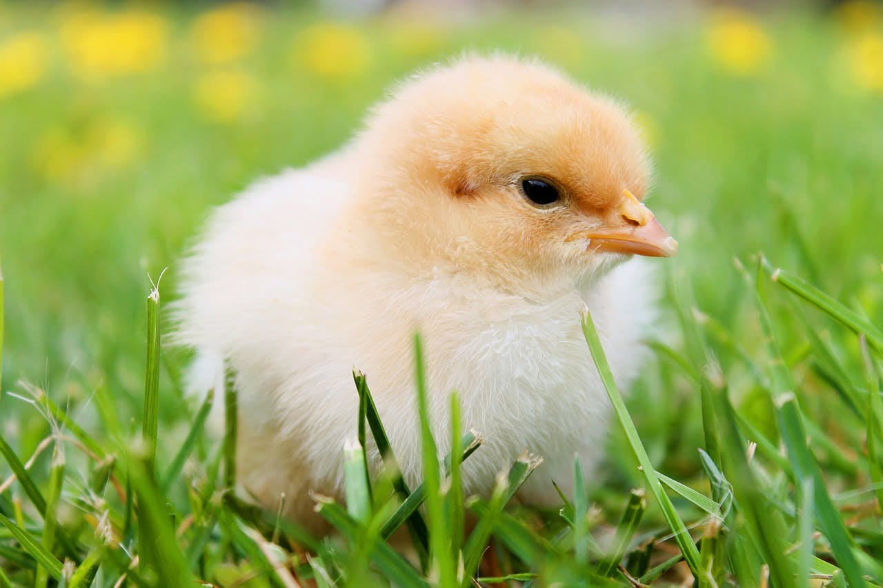 dream meaning Chicken
