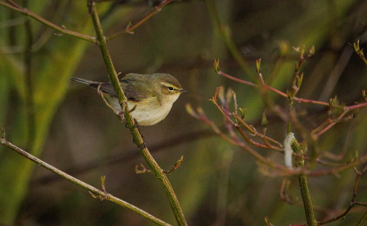dream meaning Chiffchaff