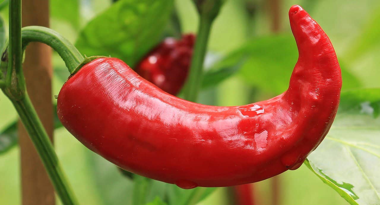 dream meaning Chili Pepper