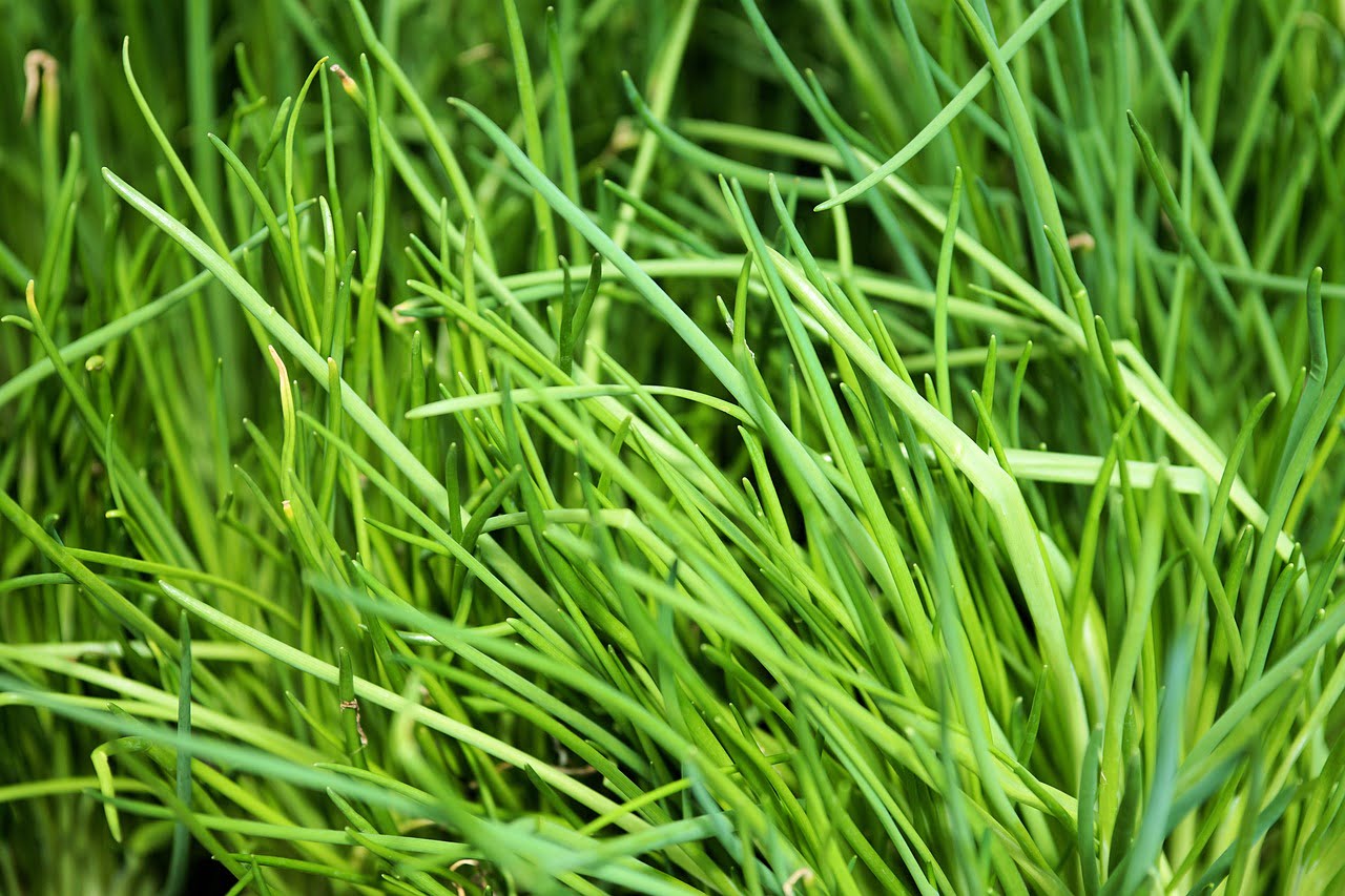 dream meaning Chives