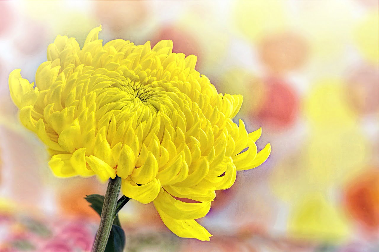 dream meaning Chrysanthemum