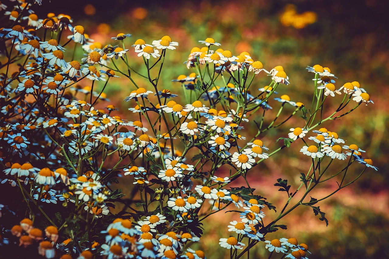 dream meaning Chrysanthemums