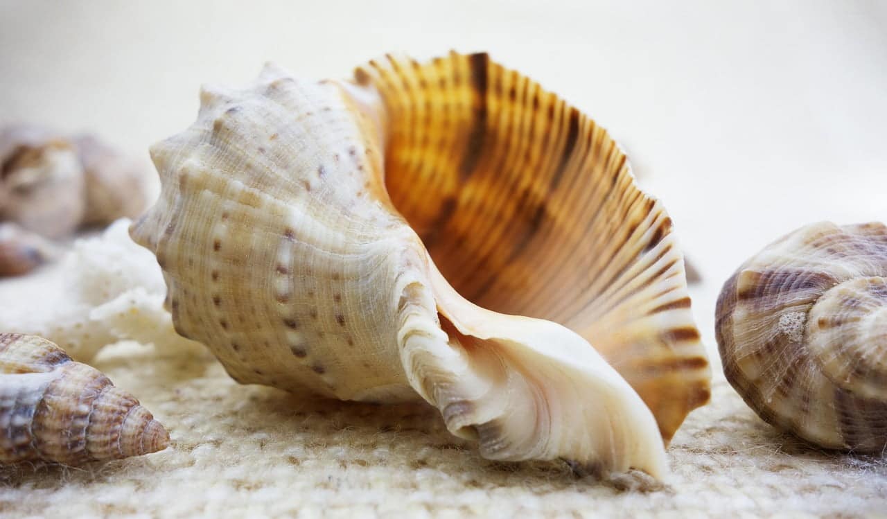 dream meaning Clams