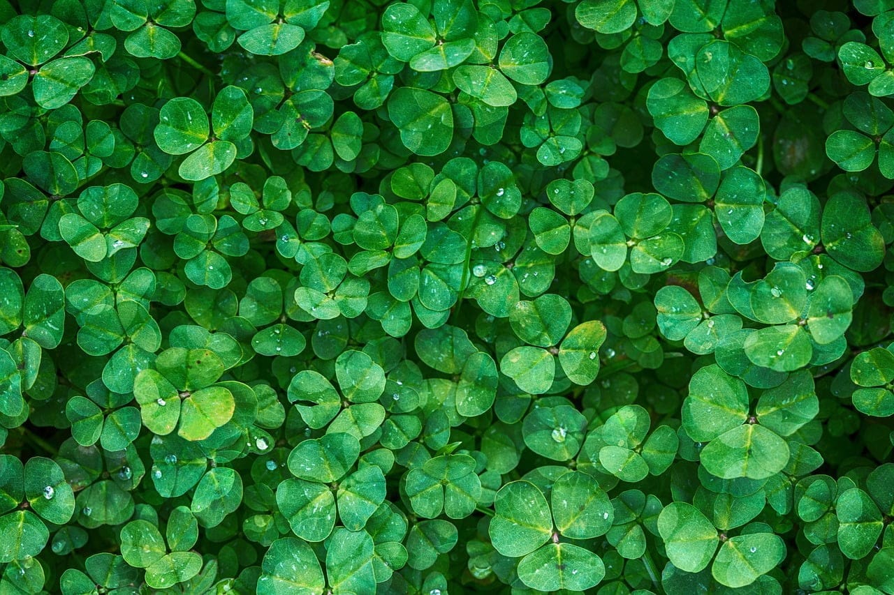 dream meaning Clover