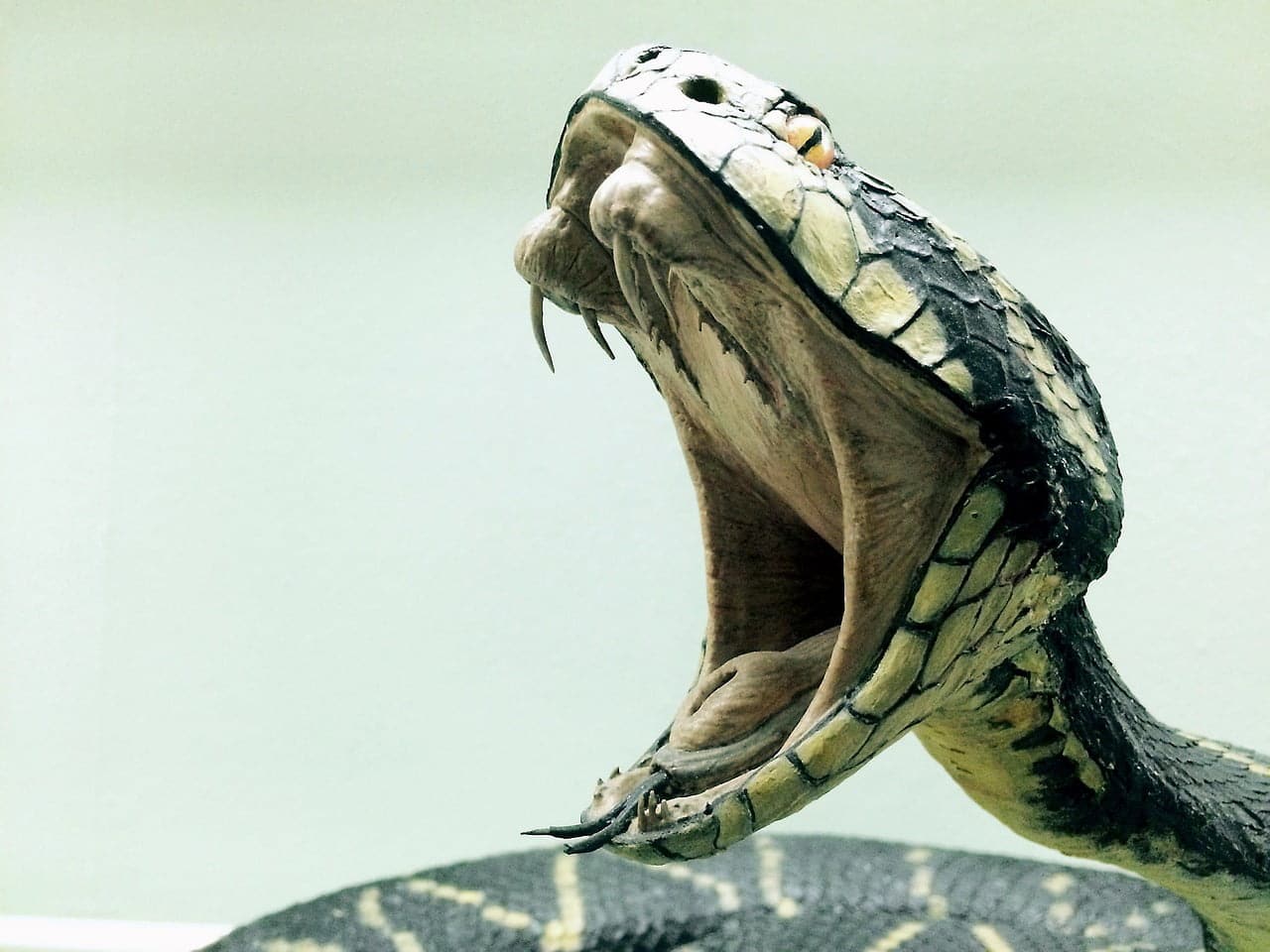 dream meaning Cobra