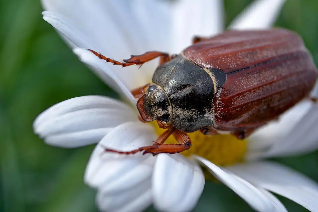 dream meaning Cockchafer