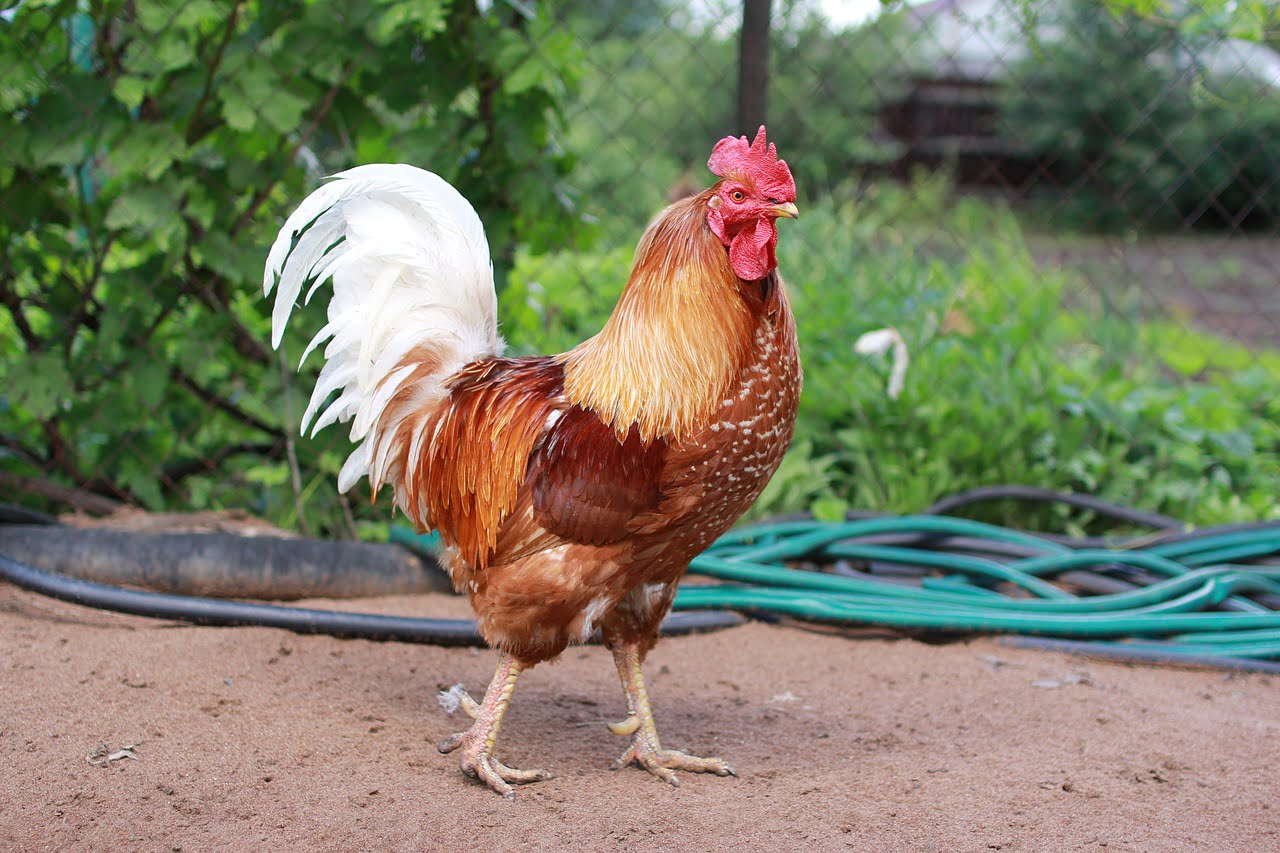 dream meaning Cockerel