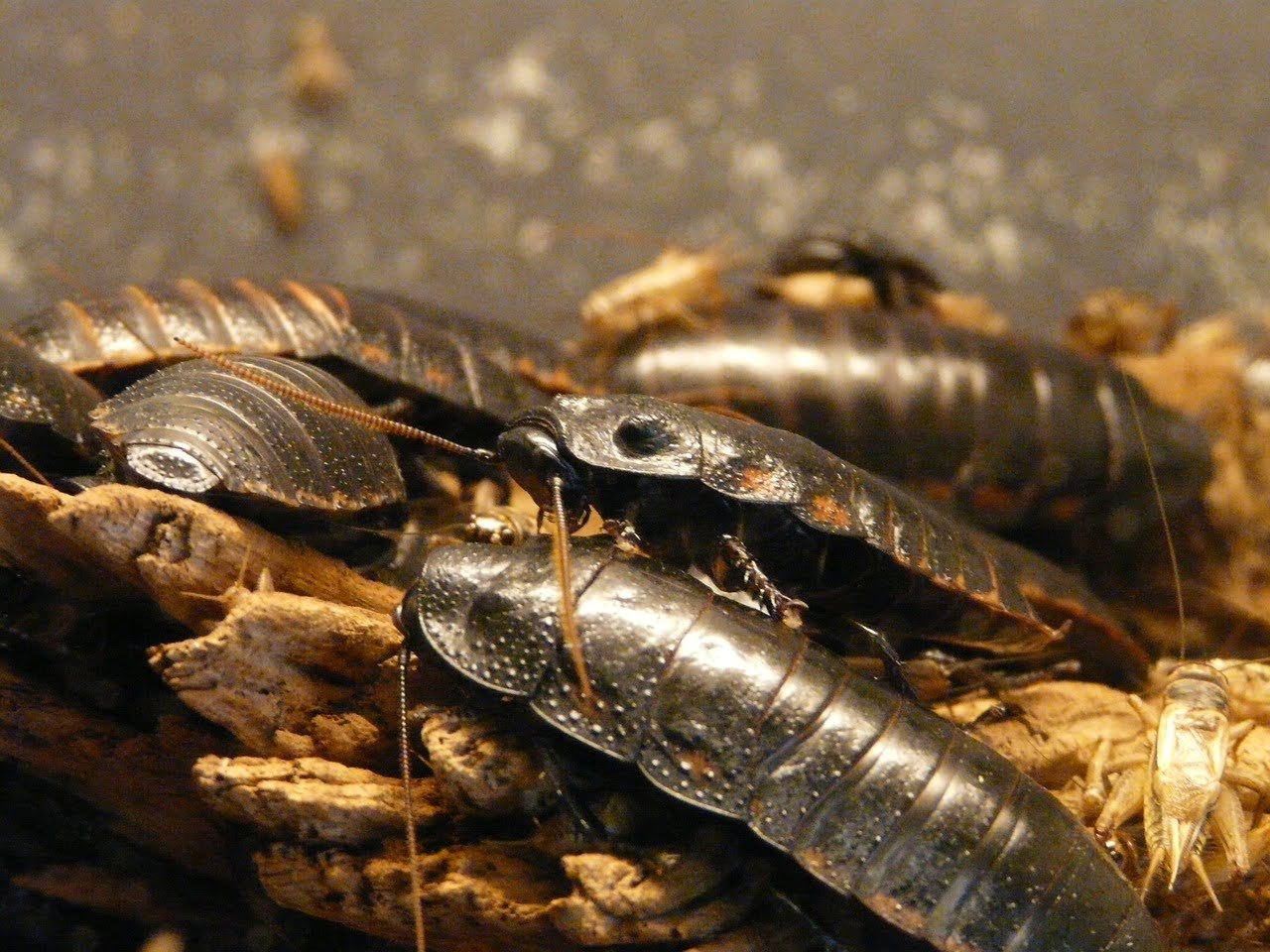 dream meaning Cockroach