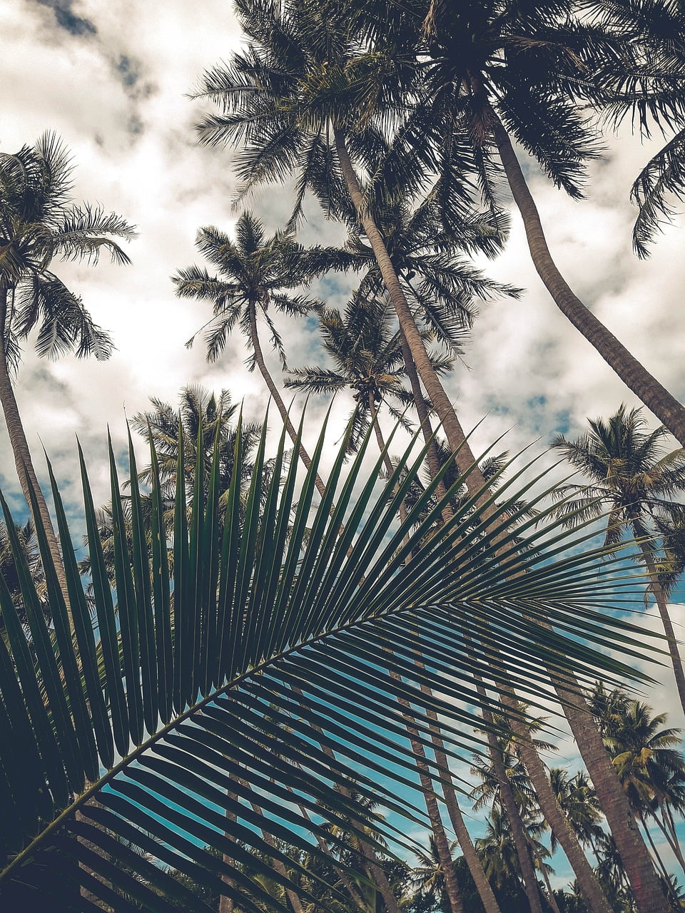 dream meaning Coconut