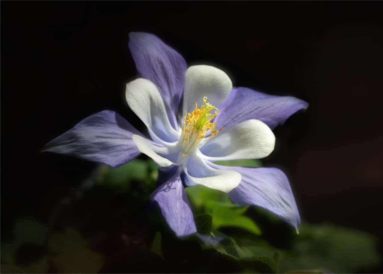 dream meaning Columbine