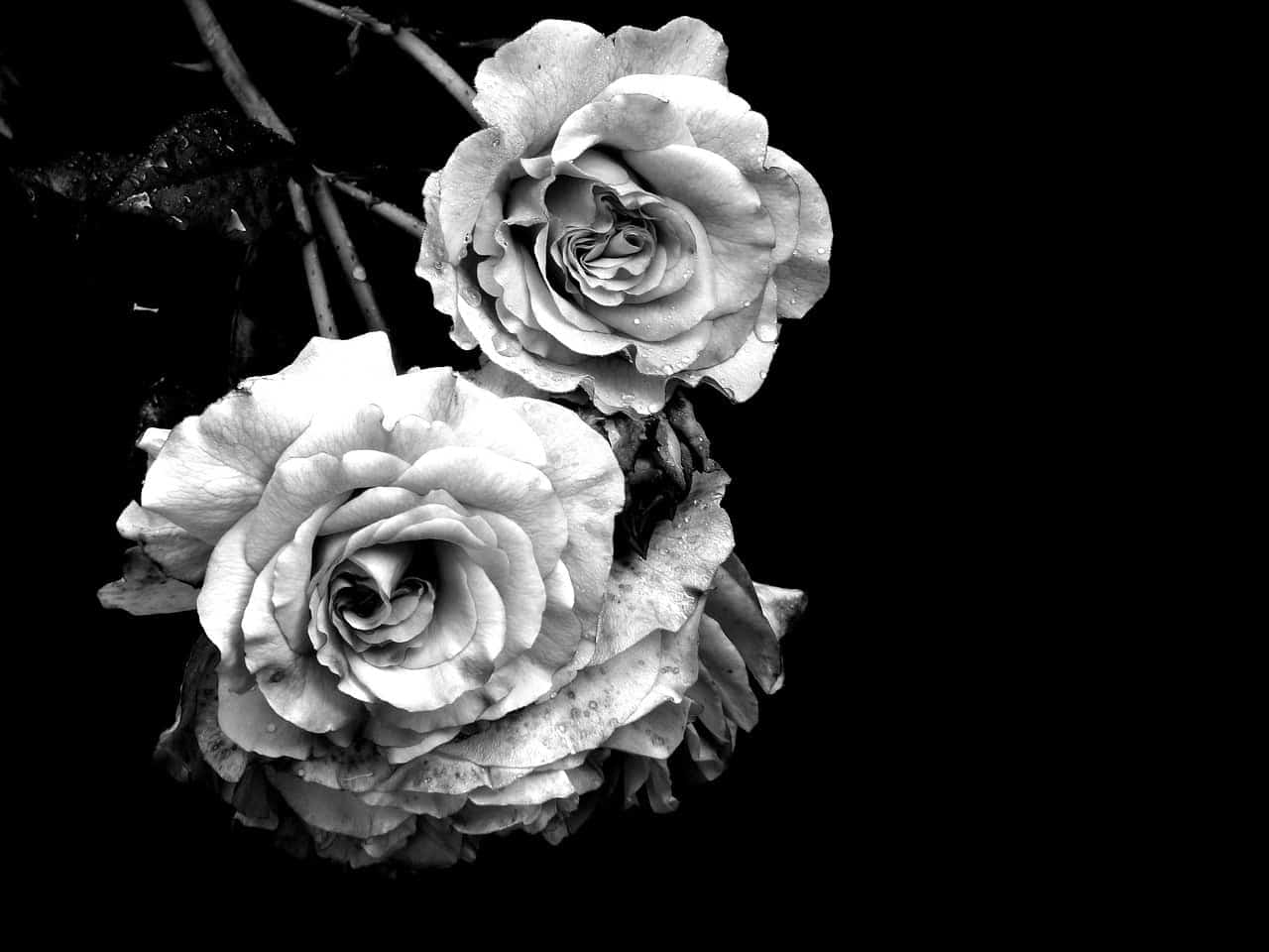 dream meaning Consolation
