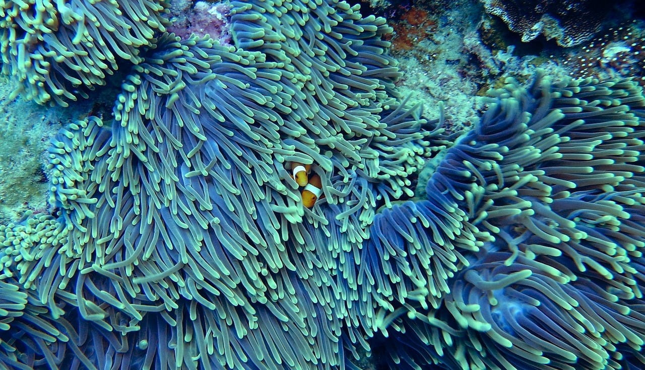 dream meaning Corals