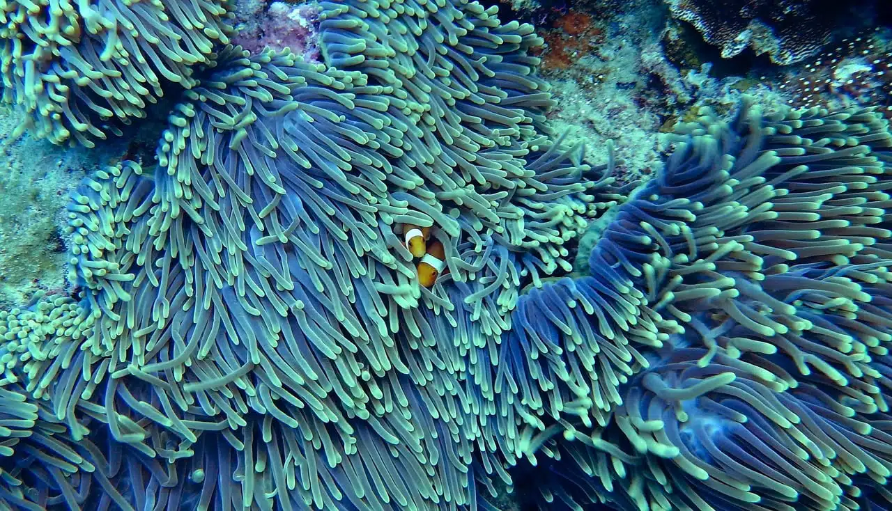 dream meaning Corals