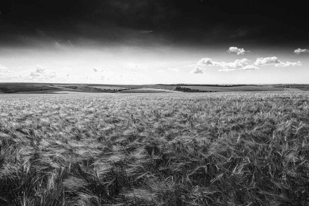 Corn Field Dream Dictionary Corn Field Dream meaning