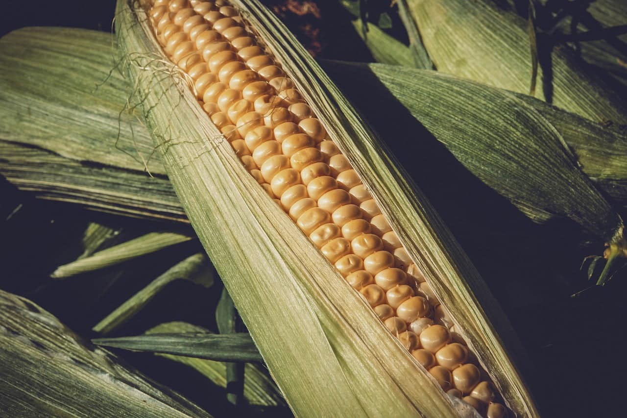 dream meaning Corn