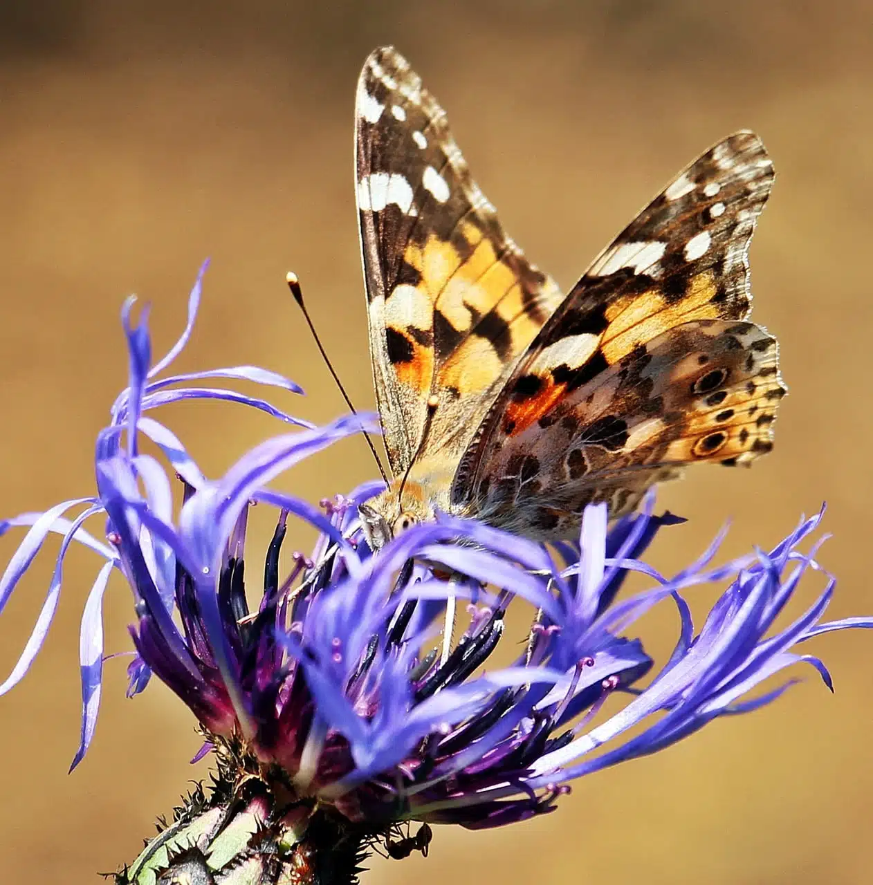 dream meaning Cornflower