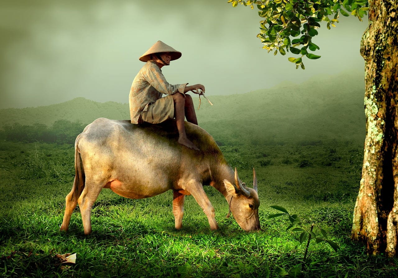 dream meaning Cow