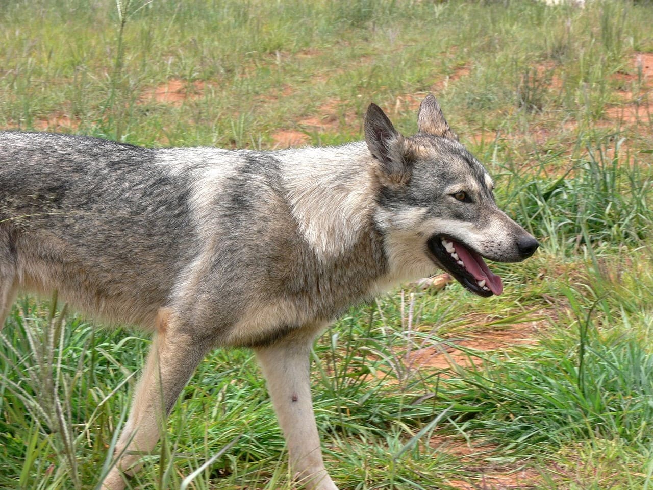 dream meaning Coyote