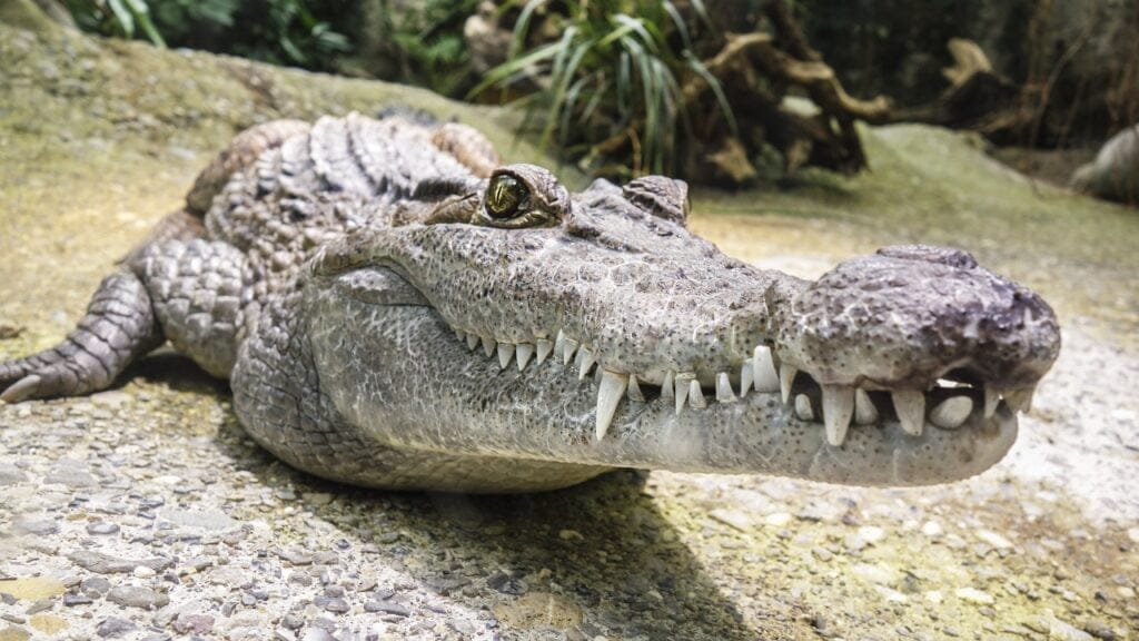 Crocodile Dream meaning