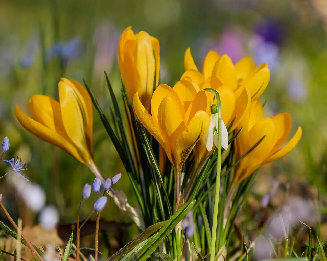 dream meaning Crocus
