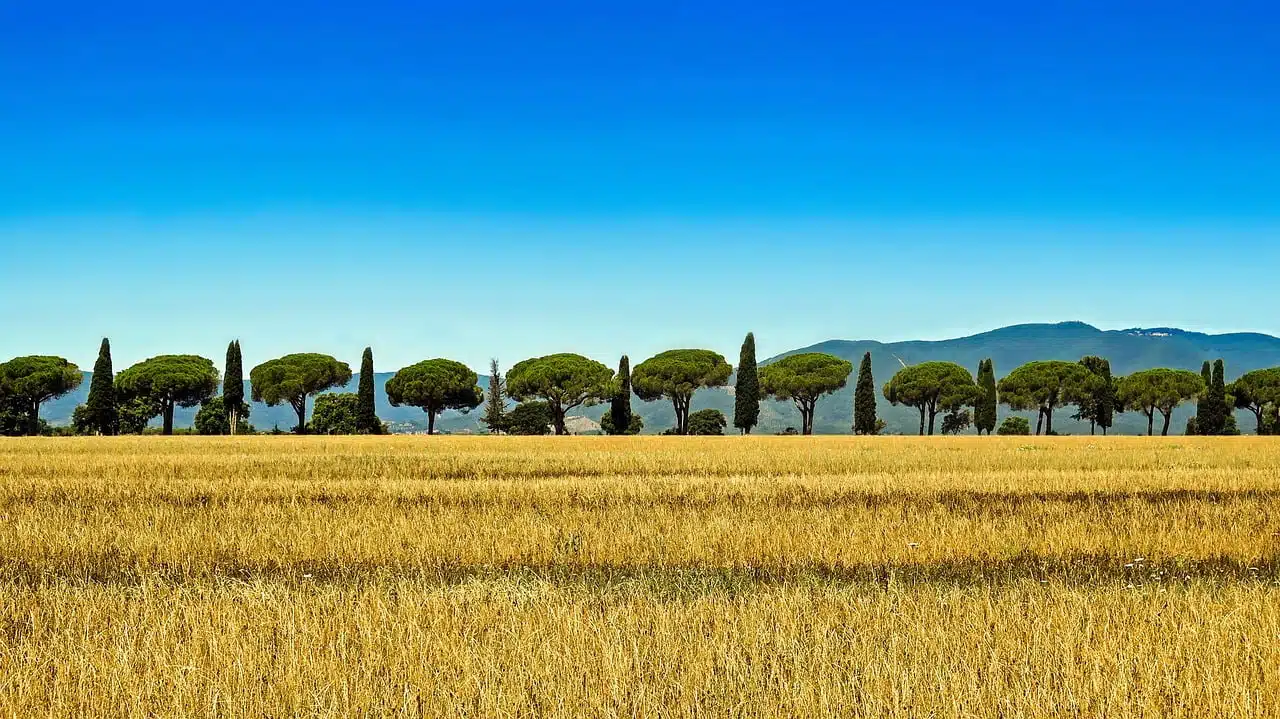 dream meaning Cypress
