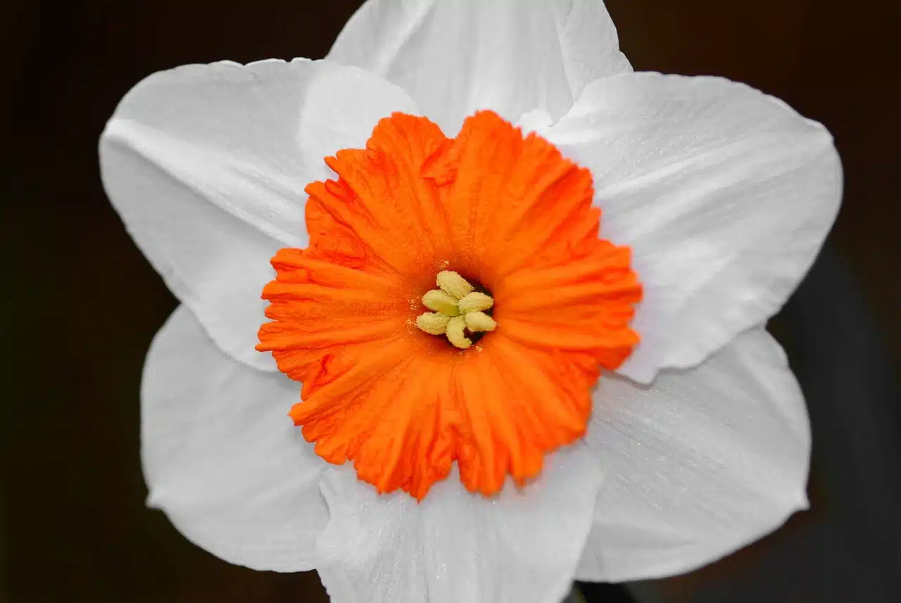 dream meaning Daffodil