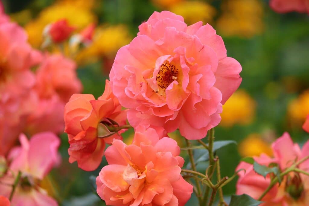 Damask Rose Dream meaning Dream Dictionary