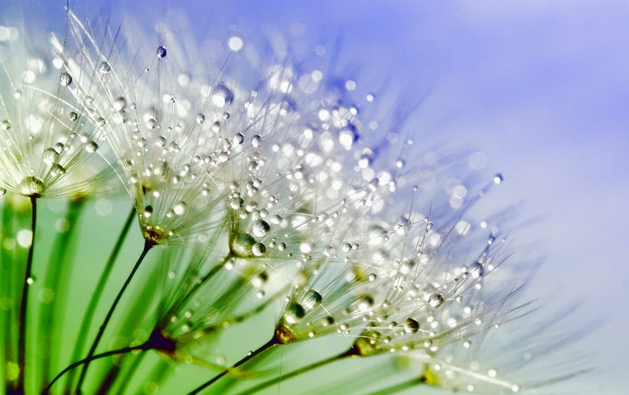 dream meaning Dandelion