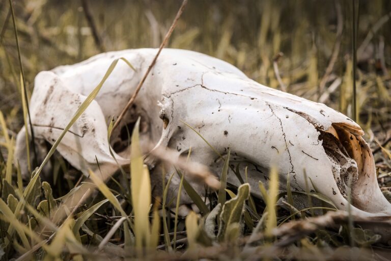 Dead Snake Dream meaning - dream-dictionary.com