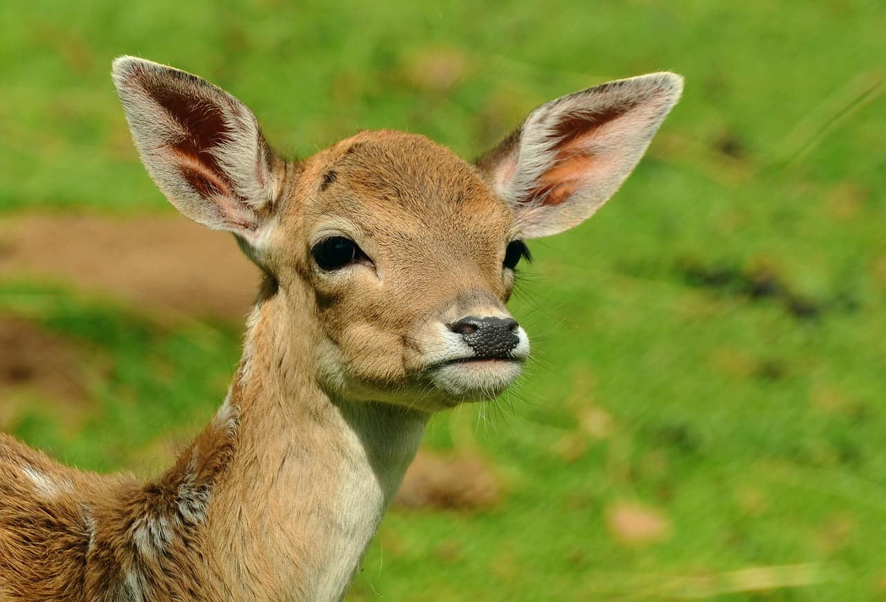 dream meaning Deer