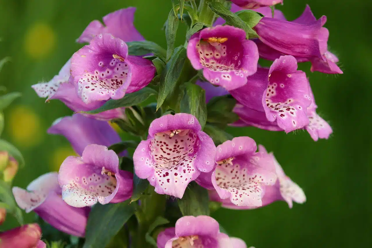 dream meaning Digitalis