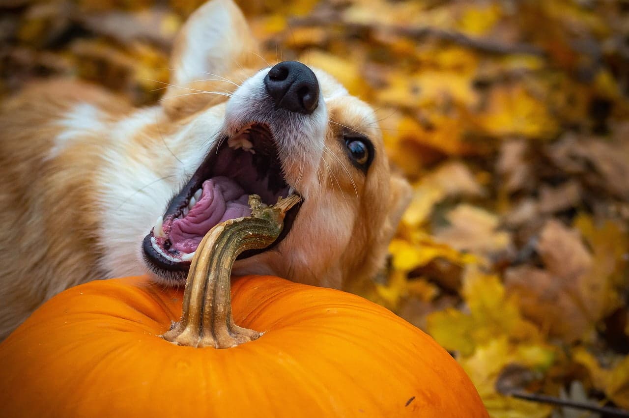 dream meaning Dog Bite