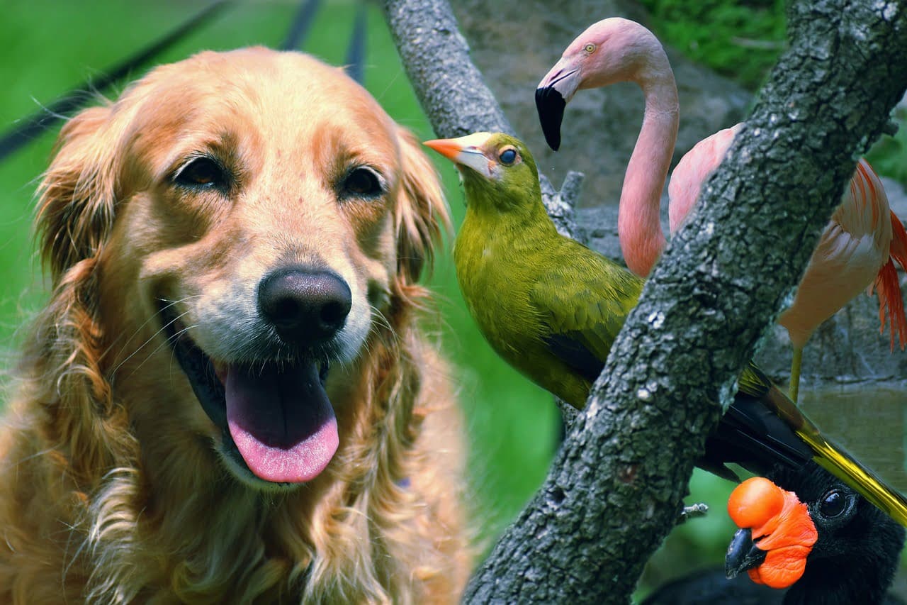 dream meaning Dog catcher