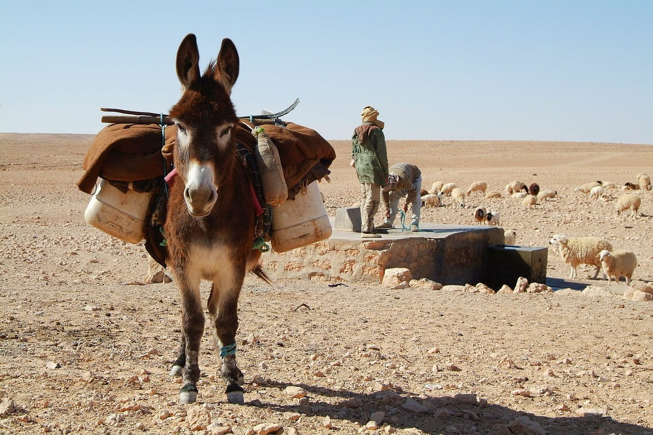 dream meaning Donkey