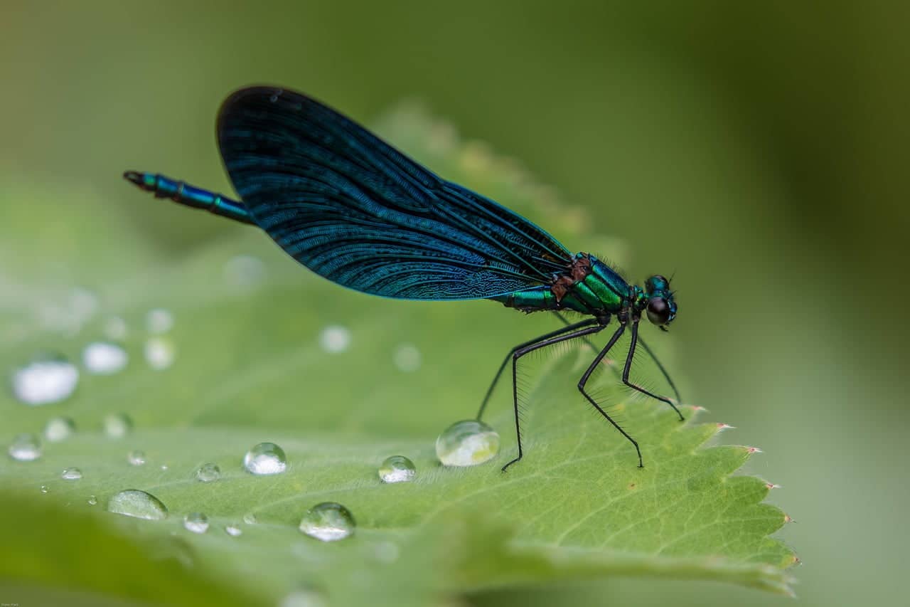 dream meaning Dragonfly