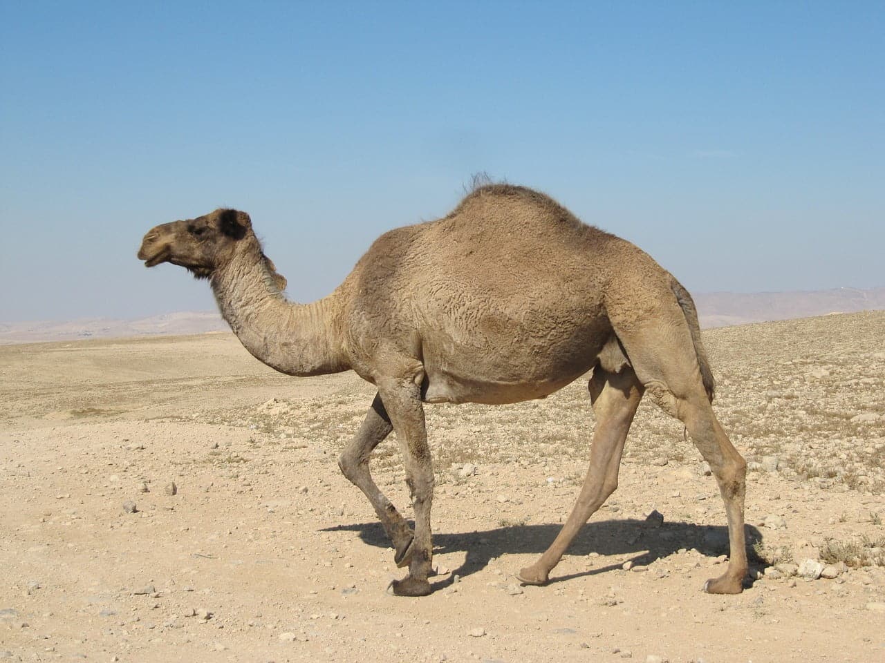 dream meaning Dromedary