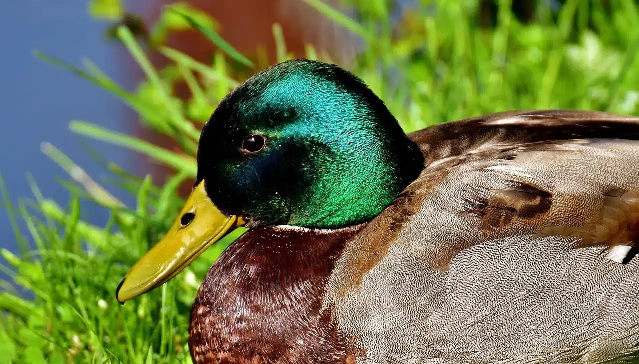 dream meaning Duck