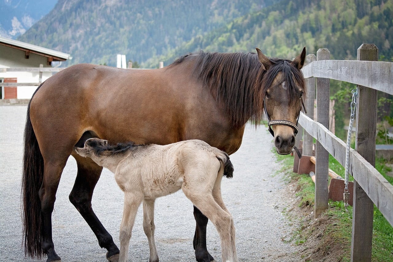 dream meaning Dun horse