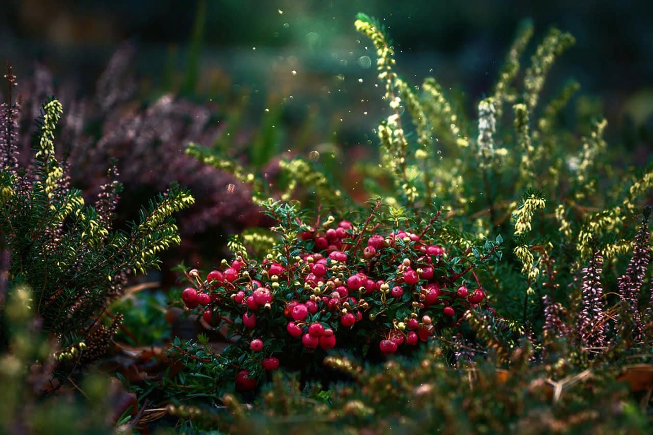 dream meaning Dust