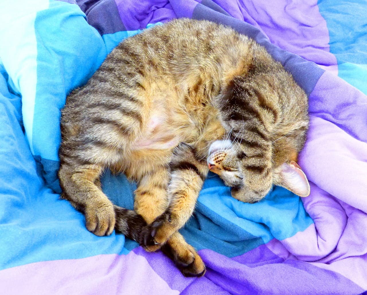 dream meaning Duvet