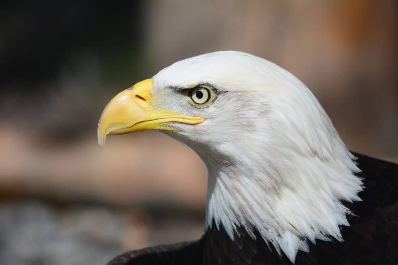 dream meaning Eagles