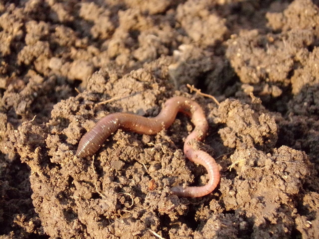 dream meaning Earthworm