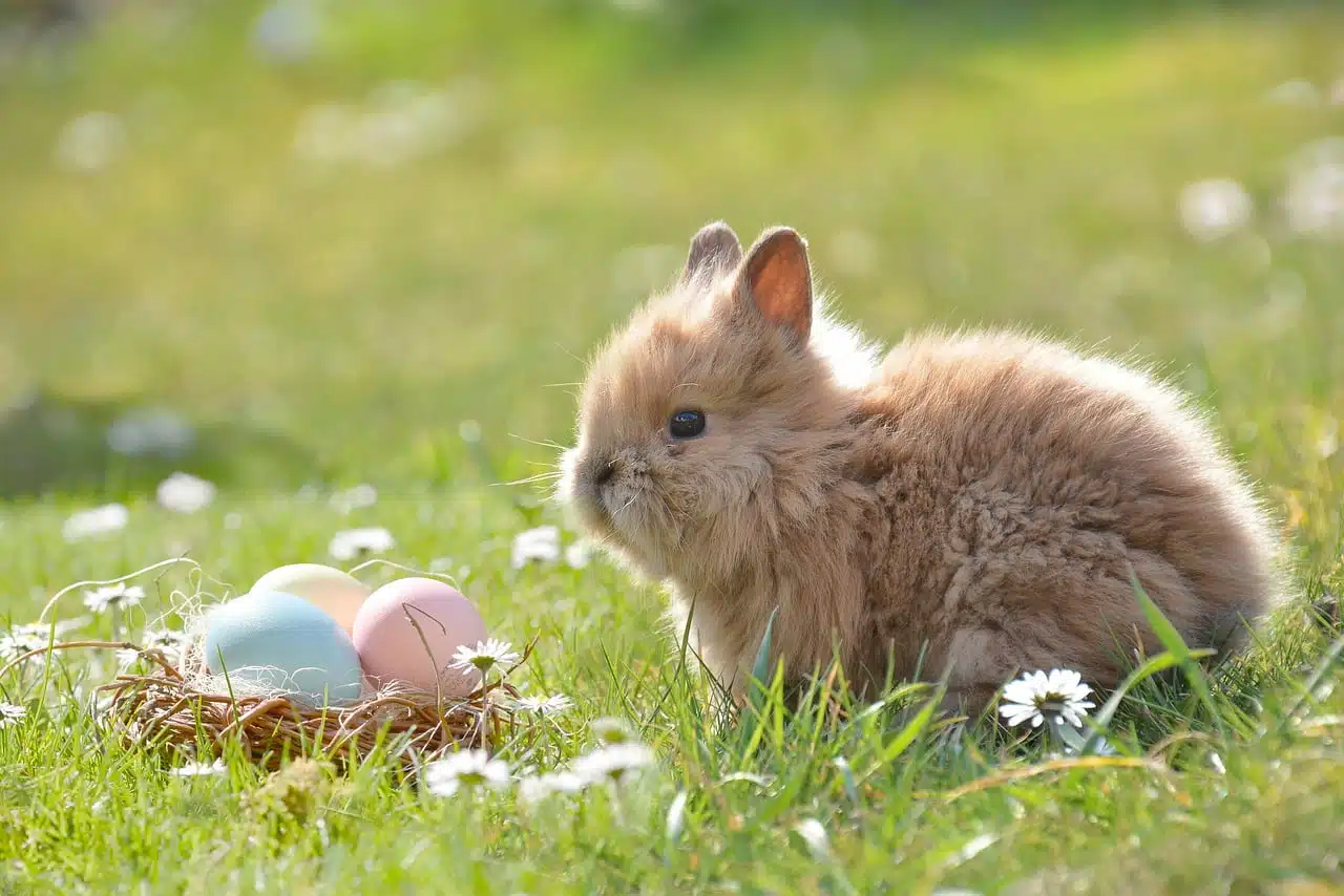 dream meaning Easter