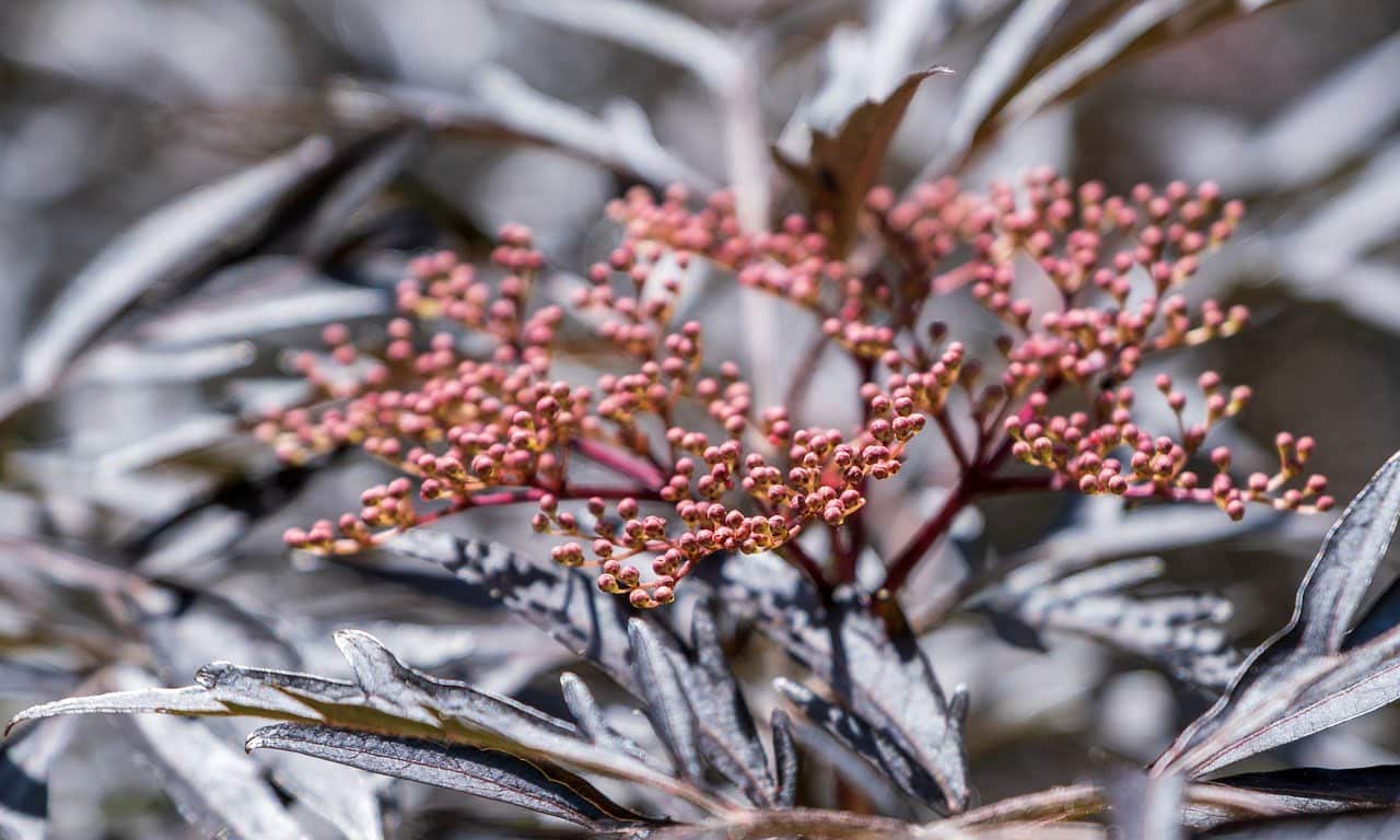 dream meaning Elderberries